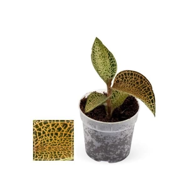 Jewel Orchid - Ludisia Topaz - Mini terrestrisk orkidé med fina löv - 6 cm kruka