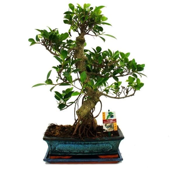 Kinesisk fikonbonsai - Ficus retusa - cirka 12-15 år