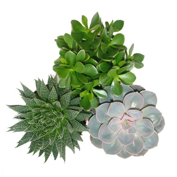 Set med 3 suckulenter - 3 olika växter i en 12cm kruka