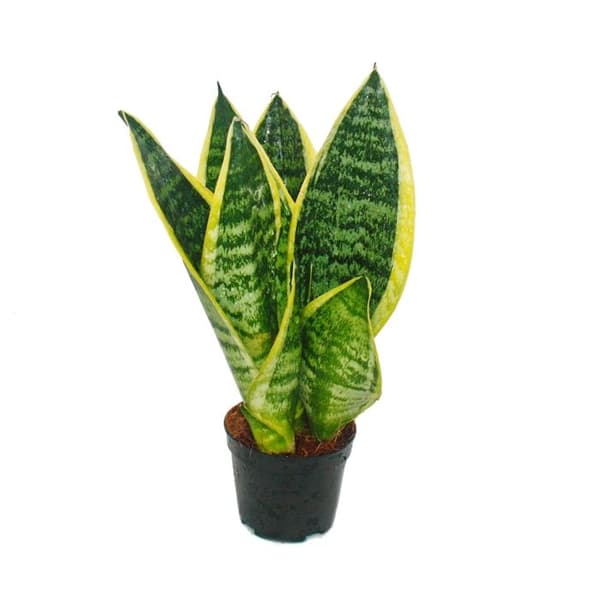 Set med 3 Sanseveria laurentii trafasciata - grön-gul hampa - 9 cm kruka, total höjd ca. 20-25 cm