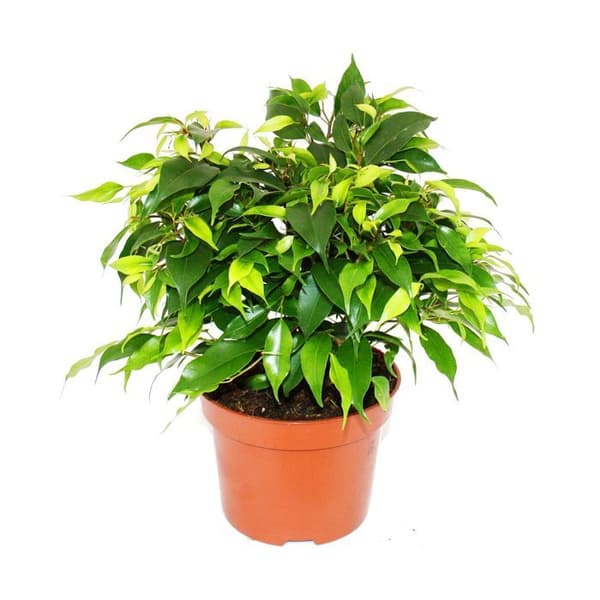 Exotenherz - gråtande fikon - Ficus "Kinky" - gröna blad - 1 planta - lätt att underhålla - luftrenare - 12 cm kruka