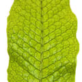 Miniatyrbild 3 av 3: Krokodilormbunke - Microsorum musifolium crocodyllus - Kruka 12cm