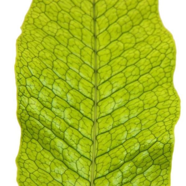 Krokodilormbunke - Microsorum musifolium crocodyllus - Kruka 12cm