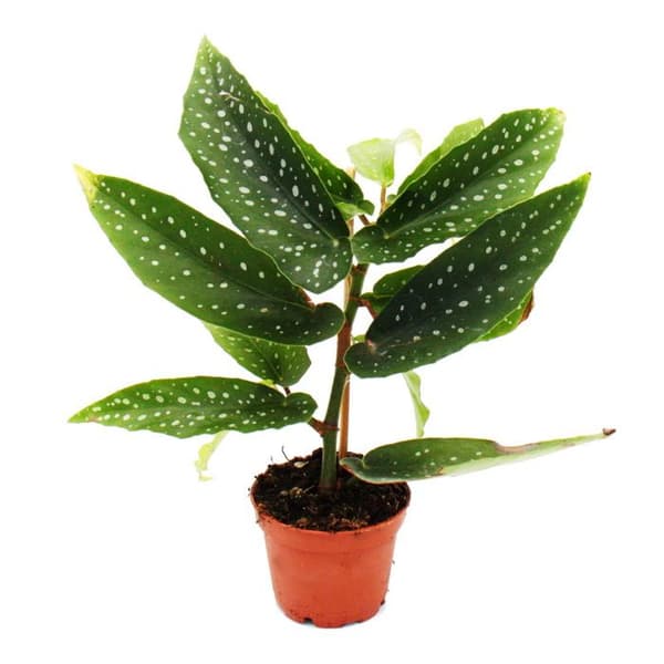 Änglavingebegonia - Begonia Änglavingar - gröna blad - miniplanta i 5,5cm kruka