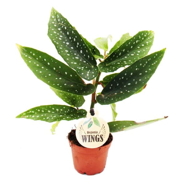 Änglavingebegonia - Begonia Änglavingar - gröna blad - miniplanta i 5,5cm kruka