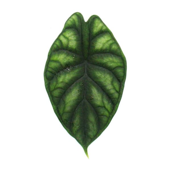 Alocasia baginda Dragon Scale - Tropical Arum - Alocasia - Dragon Scale Arrow Leaf - Kruka 12cm