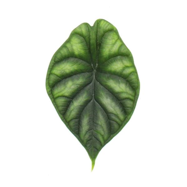 Alocasia baginda Dragon Scale - Tropical Arum - Alocasia - Dragon Scale Arrow Leaf - Kruka 12cm