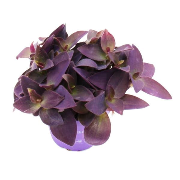 Trepolig blomma - Tradescantia pallida - lättskött hängande krukväxt - rött blad - 12 cm kruka - lila