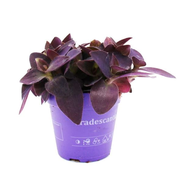 Trepolig blomma - Tradescantia pallida - lättskött hängande krukväxt - rött blad - 12 cm kruka - lila