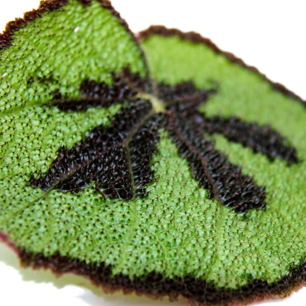 Exotenherz - Leaf Begonia - Begonia masoniana Mountain - bruna blad med markeringar - 15cm kruka