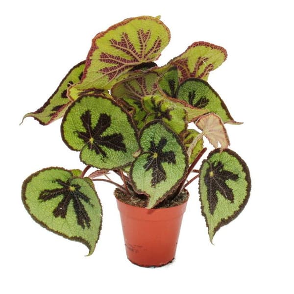 Exotenherz - Leaf Begonia - Begonia masoniana Mountain - bruna blad med markeringar - 15cm kruka