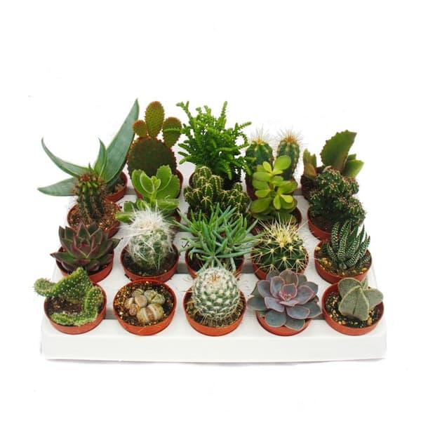 Exotenherz - Kaktusar och suckulenter - Startset XXL - 20 olika växter i en 5,5 cm kruka