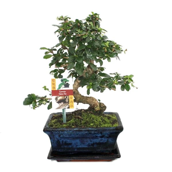 Bonsai Fukientee - Carmona microphylla - cirka 8 år gammal