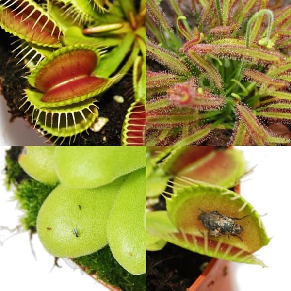 Carnivorous Plants Starter Kit - 5 plantor