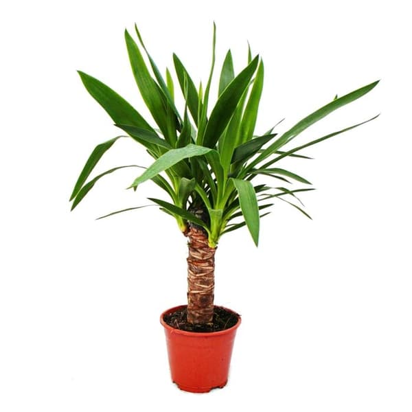Exotenherz - Yucca Palm - Palmily - 14cm kruka
