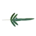 Miniatyrbild 3 av 3: Exotenherz - Golden Spotted Fern "Blue Star", Phlebodium aureum, 12cm