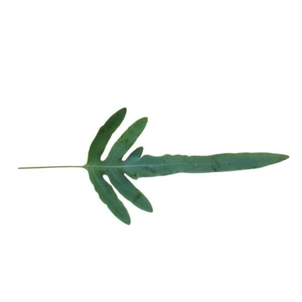 Exotenherz - Golden Spotted Fern "Blue Star", Phlebodium aureum, 12cm