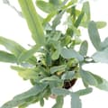 Miniatyrbild 2 av 3: Exotenherz - Golden Spotted Fern "Blue Star", Phlebodium aureum, 12cm