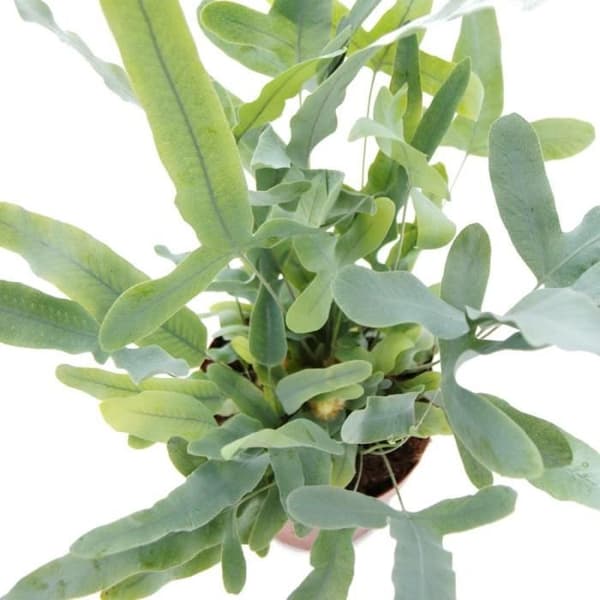 Exotenherz - Golden Spotted Fern "Blue Star", Phlebodium aureum, 12cm