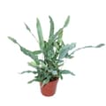 Miniatyrbild 1 av 3: Exotenherz - Golden Spotted Fern "Blue Star", Phlebodium aureum, 12cm