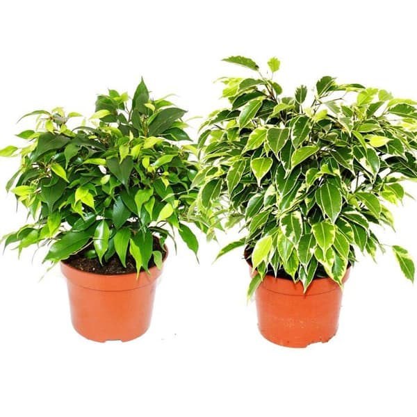 Kinky-Duo - Set med 2 olika buskiga gråtande fikon - Ficus benjamini "Kinky" - 12 cm kruka
