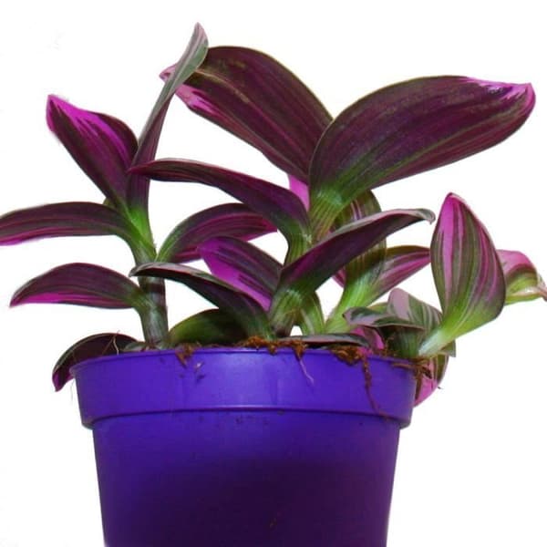Exotenherz - trepolig blomma - Tradescantia "Nanouk" - lättskött hängande krukväxt - 9 cm kruka - rosa