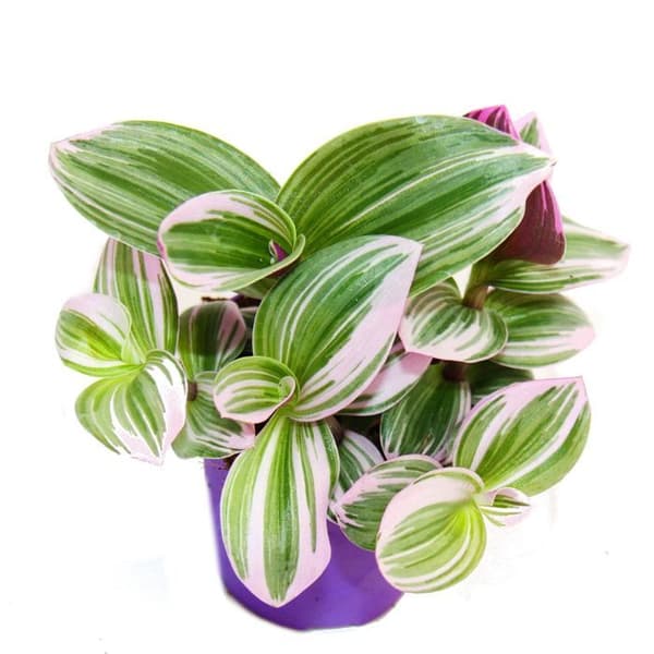 Exotenherz - trepolig blomma - Tradescantia "Nanouk" - lättskött hängande krukväxt - 9 cm kruka - rosa