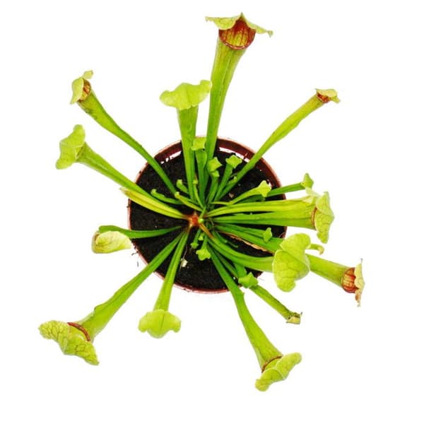 Exotenherz - Rörformad växt - Sarracenia "Fiona" - Köttätande växt - 9 cm kruka