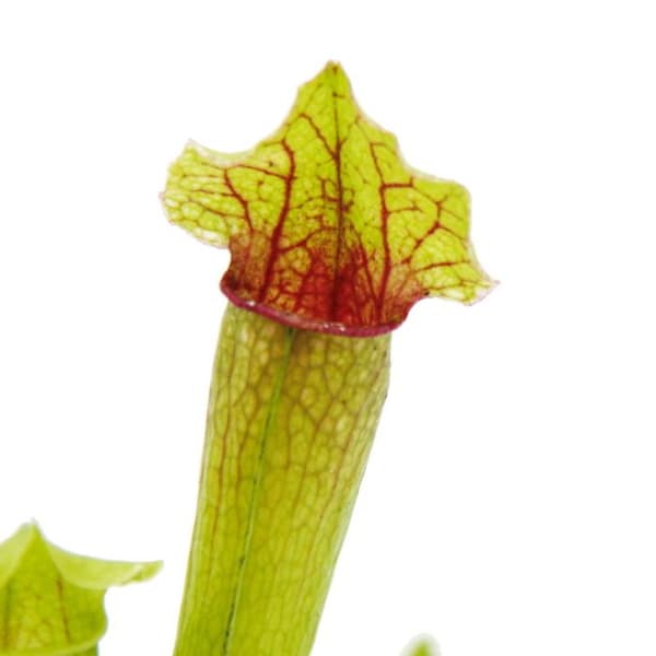 Exotenherz - Rörformad växt - Sarracenia "Fiona" - Köttätande växt - 9 cm kruka