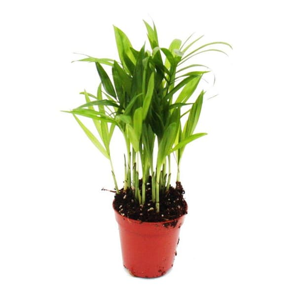 Miniväxt - Chamaedorea elegans - Bergspalm - Idealisk för små skålar och glas - Liten växt i 5,5 cm kruka
