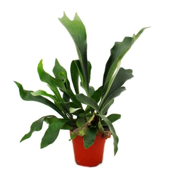 Exotenherz - Platycerium bifurcatum - träormbunke i 12 cm kruka