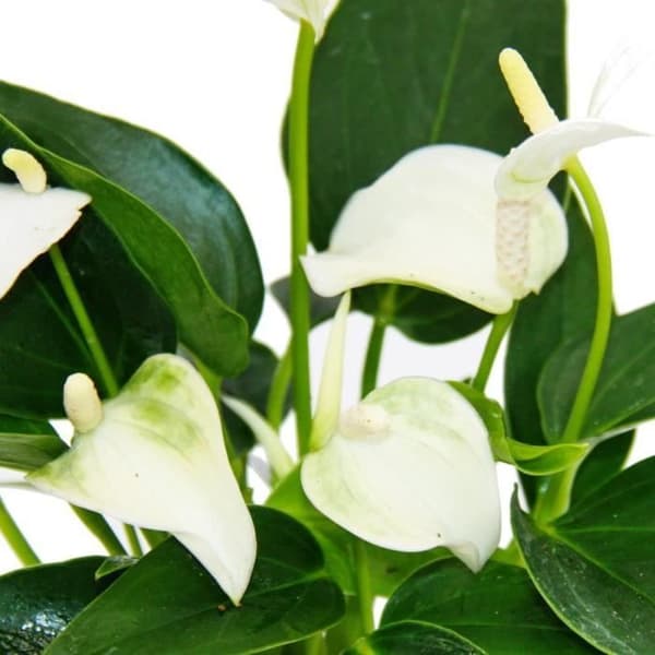 Liten flamingoblomma - Anthurium andreanum - baby anthurium - miniväxt - 7 cm kruka - vita blommor - White Champion