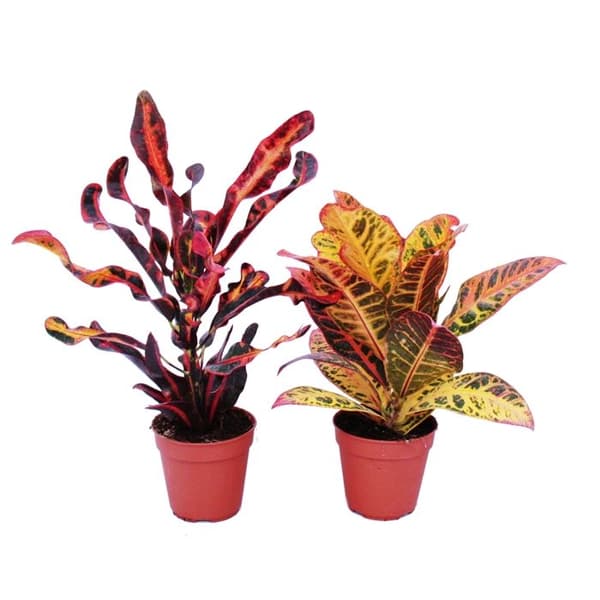 Exotenherz - Set med 2 olika Codiaeum, mirakelbuske, 12cm