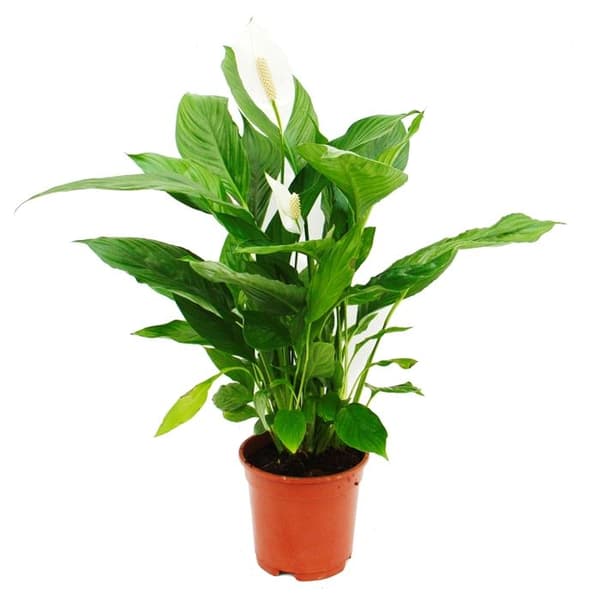 Exotenherz - Spathiphyllum "Cupido", enkelblad - 17cm kruka