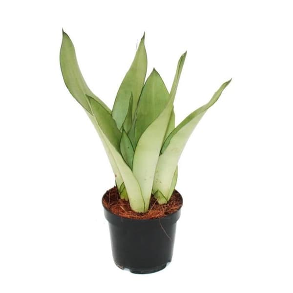 Exotenherz - Sansevieria trifasciata "Moonshine" - silverbågehampa - 12 cm kruka - suckulent
