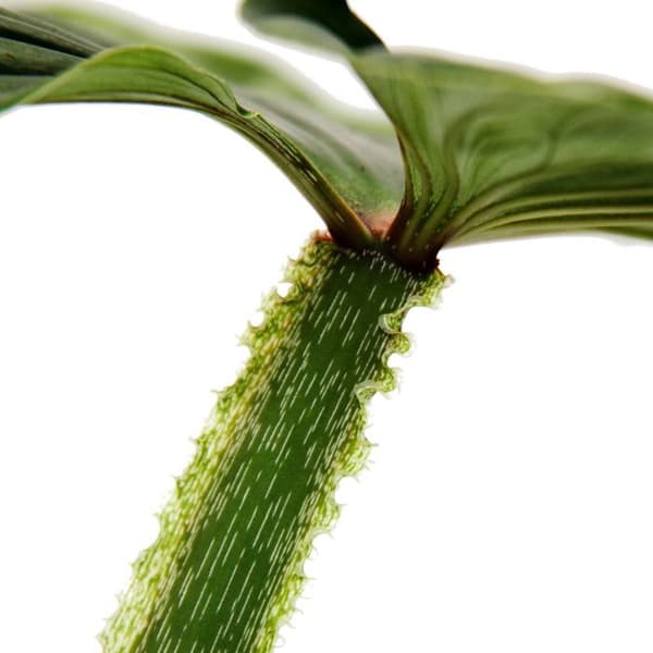 Exotenherz - Philodendron plowmanii - vän av silverträdet - 15 cm kruka - sällsynthet