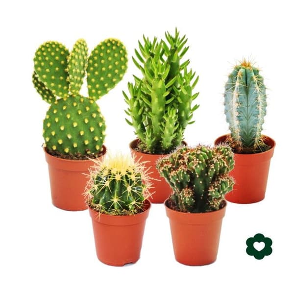 Exotenherz - 5 olika kaktusar i setet - 5,5cm kruka