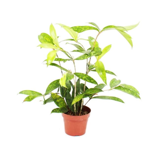 Drakträd - Dracaena surculosa - 12cm - grönt med ljusgröna fläckar