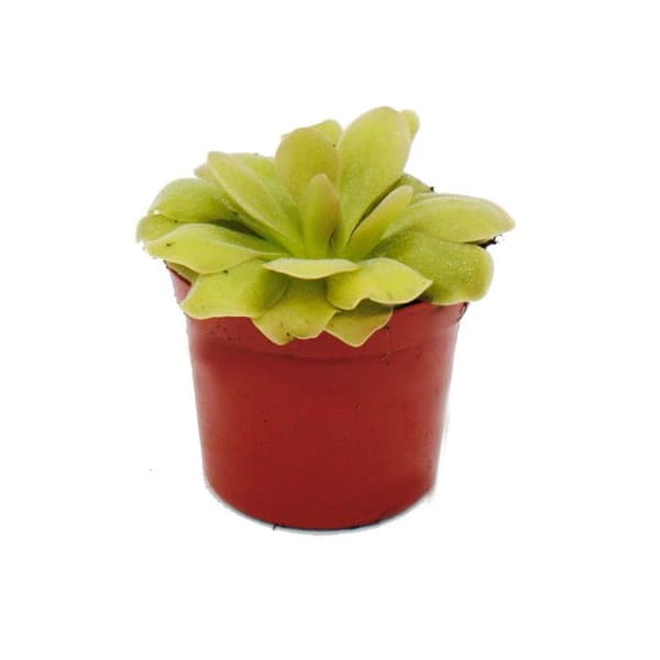 Exotenherz - Köttätande växt - Pinguicula "Weser" - 9 cm kruka