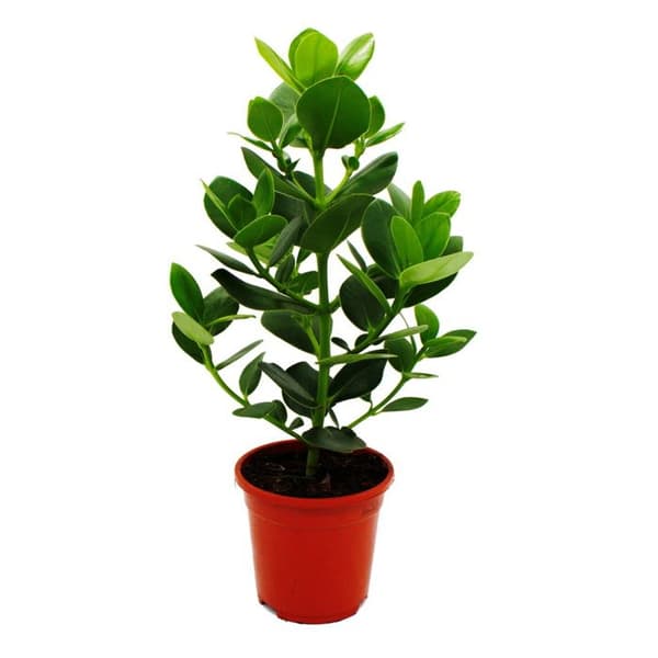 Exotenherz - Balsamäpple - Clusia major - ca 55-65 cm - 17 cm kruka - inomhusväxt