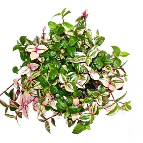 Exotenherz - trepolig blomma - Tradescantia quadricolor - lättskött hängande krukväxt - 12 cm kruka