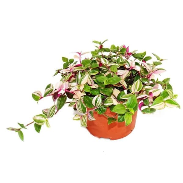 Exotenherz - trepolig blomma - Tradescantia quadricolor - lättskött hängande krukväxt - 12 cm kruka
