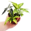 Miniatyrbild 2 av 2: Mini-Pflanze - Asplenium antiquum - Nestfarn - Idealisk för små nyanser och glasögon - Baby-Plant im 5,5cm Topf