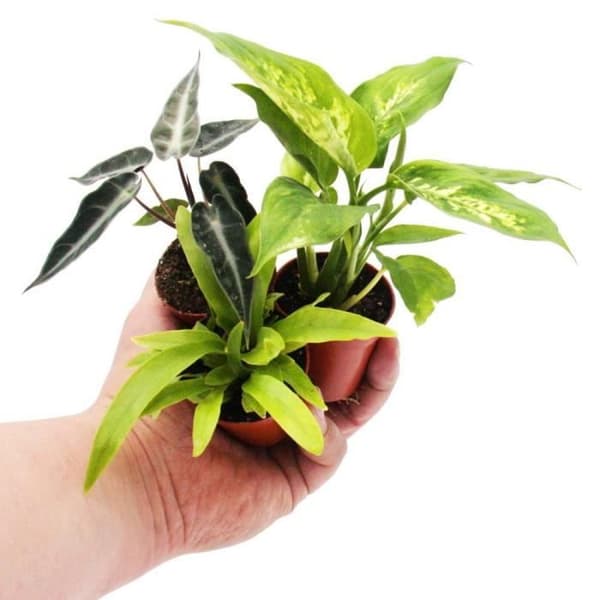 Mini-Pflanze - Asplenium antiquum - Nestfarn - Idealisk för små nyanser och glasögon - Baby-Plant im 5,5cm Topf