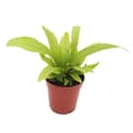 Miniatyrbild 1 av 2: Mini-Pflanze - Asplenium antiquum - Nestfarn - Idealisk för små nyanser och glasögon - Baby-Plant im 5,5cm Topf