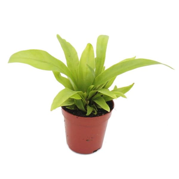 Mini-Pflanze - Asplenium antiquum - Nestfarn - Idealisk för små nyanser och glasögon - Baby-Plant im 5,5cm Topf