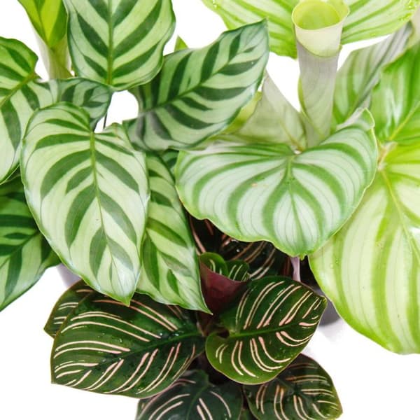 Set med 3 skuggväxter - med snyggt lövmönster - Calathea - 7 cm kruka - höjd ca. 20 cm
