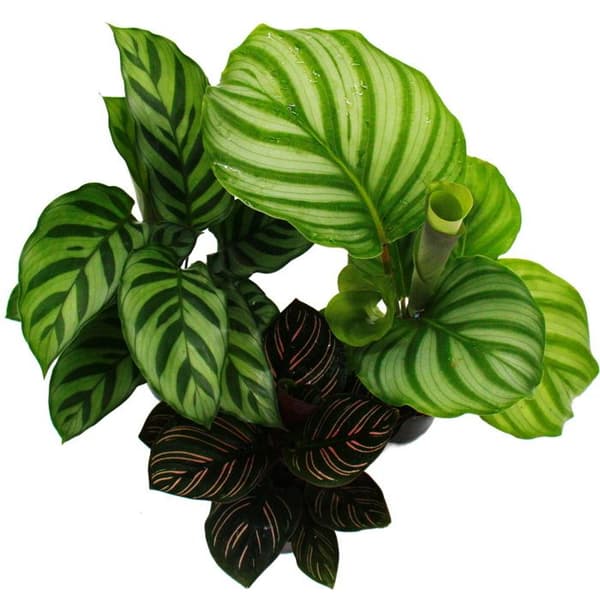 Set med 3 skuggväxter - med snyggt lövmönster - Calathea - 7 cm kruka - höjd ca. 20 cm