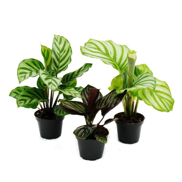Set med 3 skuggväxter - med snyggt lövmönster - Calathea - 7 cm kruka - höjd ca. 20 cm