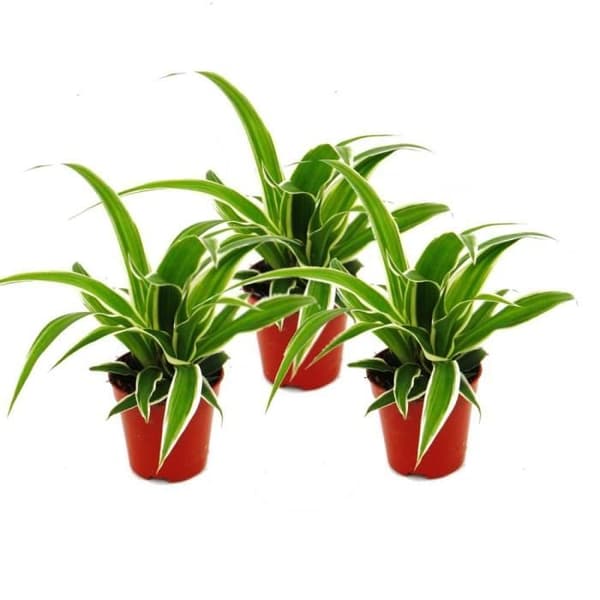 Exotenherz - Chlorophytum Mini, set om 3, liljagrön